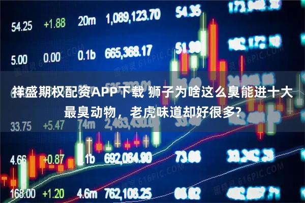 祥盛期权配资APP下载 狮子为啥这么臭能进十大最臭动物，老虎味道却好很多?